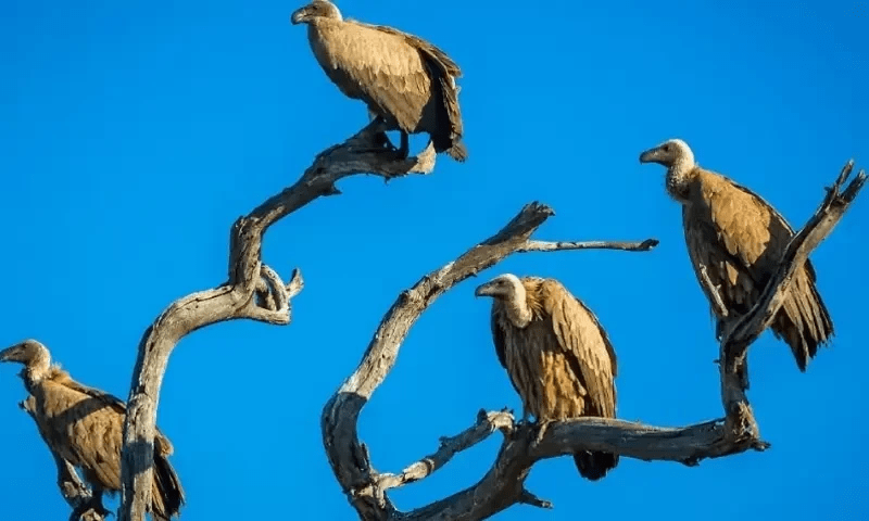 Rare vultures seen in Lahore after three decades