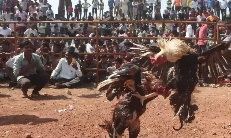 Cockfights still rule the roost In India&rsquo;s forest villages