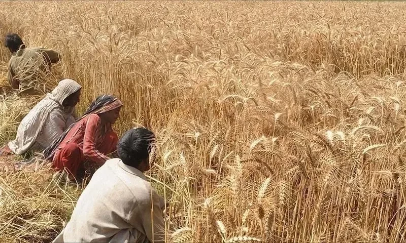Kissan Ittehad chairman warns farmers won&rsquo;t grow wheat next year