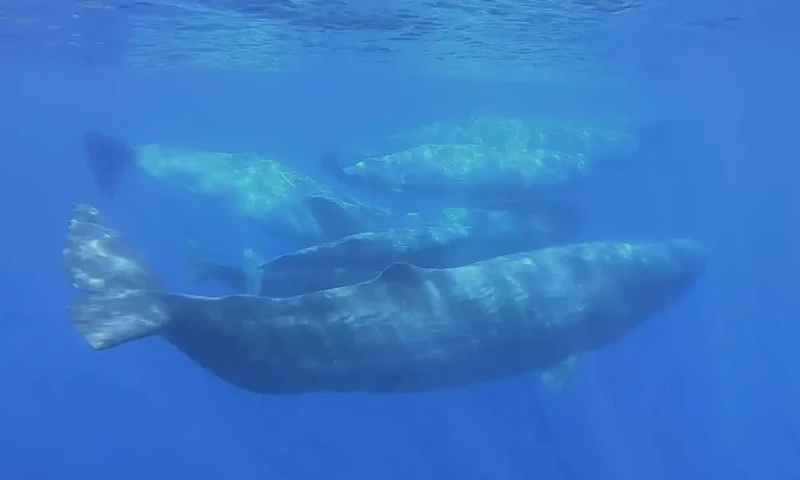 Scientists document remarkable sperm whale &lsquo;phonetic alphabet&rsquo;