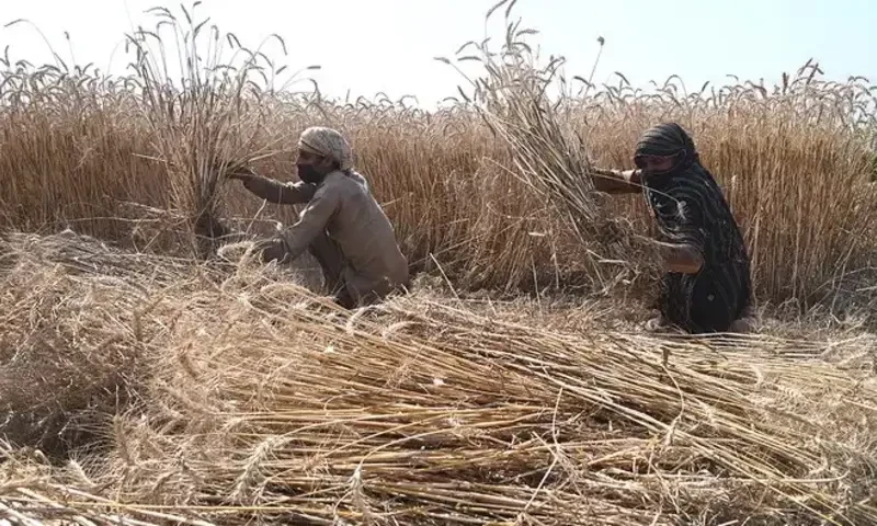 Wheat purchase target may be further increased: minister