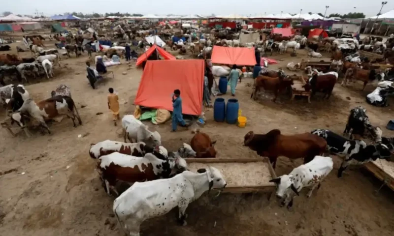 Eidul Azha: Karachi&rsquo;s largest cattle market to open on Northern Bypass