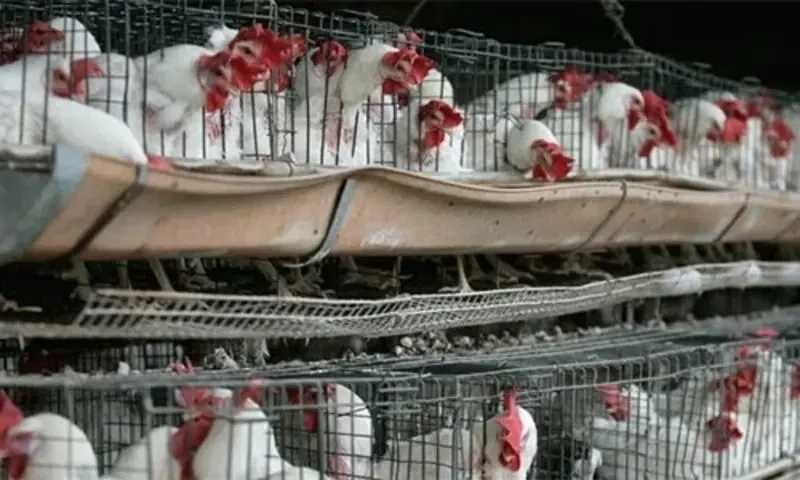 Chicken price falls by Rs39/kg in Lahore