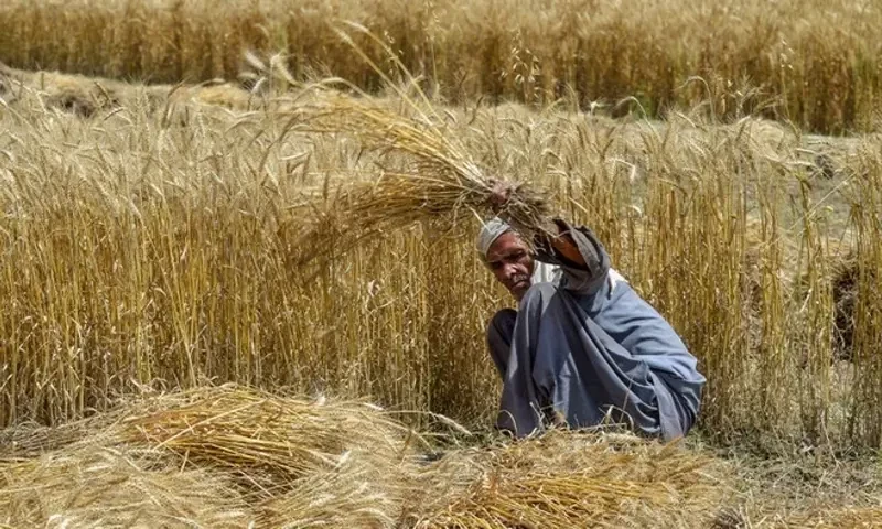 PM Shehbaz gives nod to suspending four officials over wheat scandal