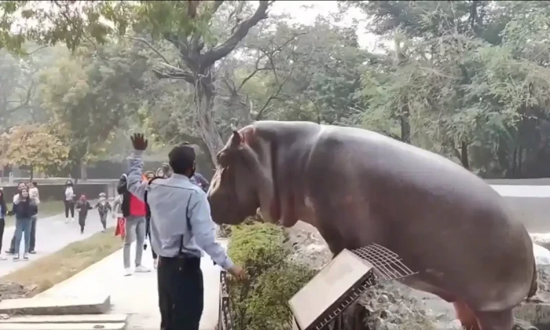 Security guard saves visitors from uncaged hippo