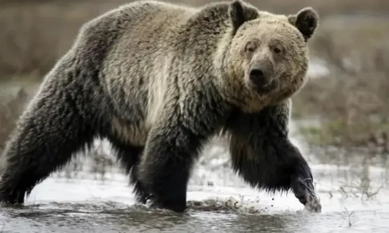 Woman killed in bear attack in KP&rsquo;s Mansehra