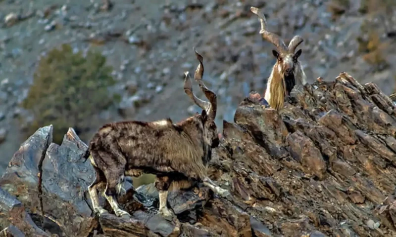 Pakistan joins UN to celebrate International Day of the Markhor for first time