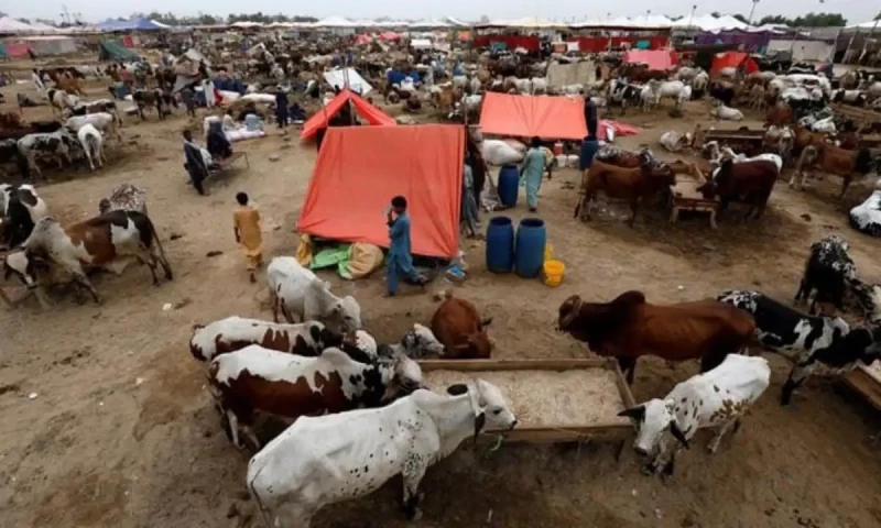Eidul Azha: Punjab sets up 20 cattle markets in different cities