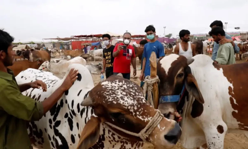 SBP likely to introduce QR code system for sacrificial animal purchase
