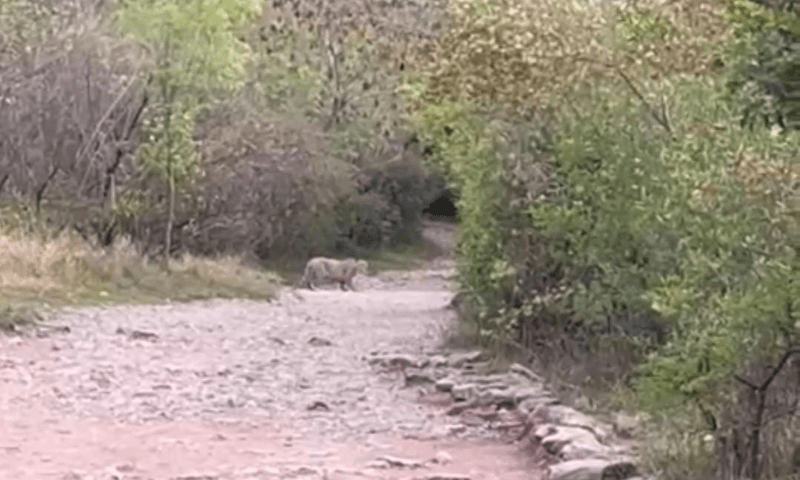 Body of boy missing on Margalla Hills recovered after hours-long operation