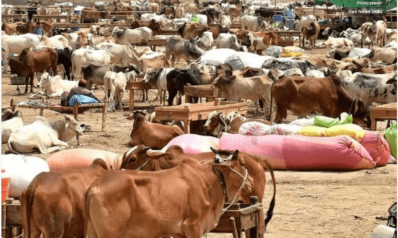 Punjab govt launches online cattle markets