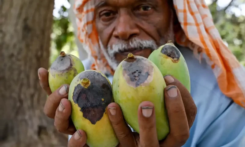 Pakistan farmers pin poor mango crop on climate change