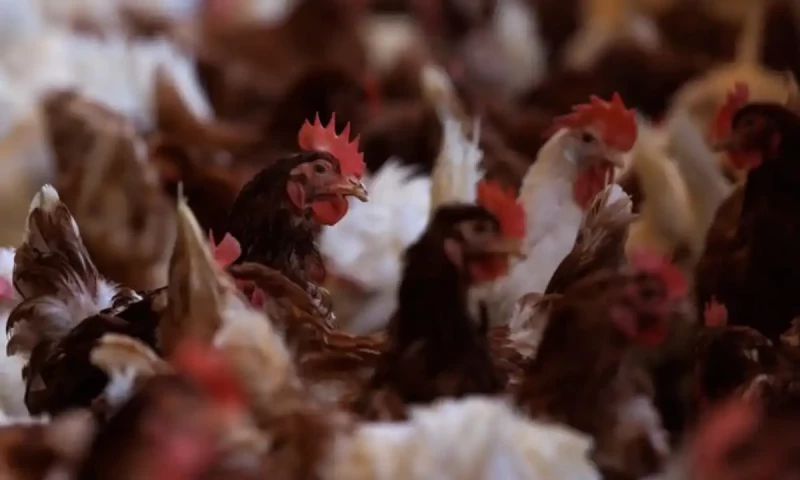 Food Authority seizes 800 kgs of dead chickens in Sheikhupura