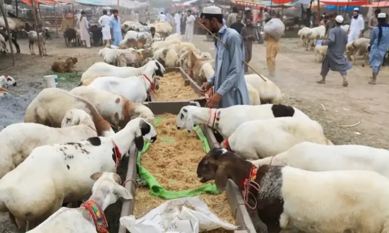 Truck loaded with goats robbed in Karachi
