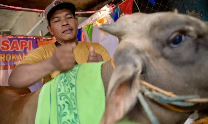 Moo-sage: Indonesian salon gets cows in shape for Eid sacrifice