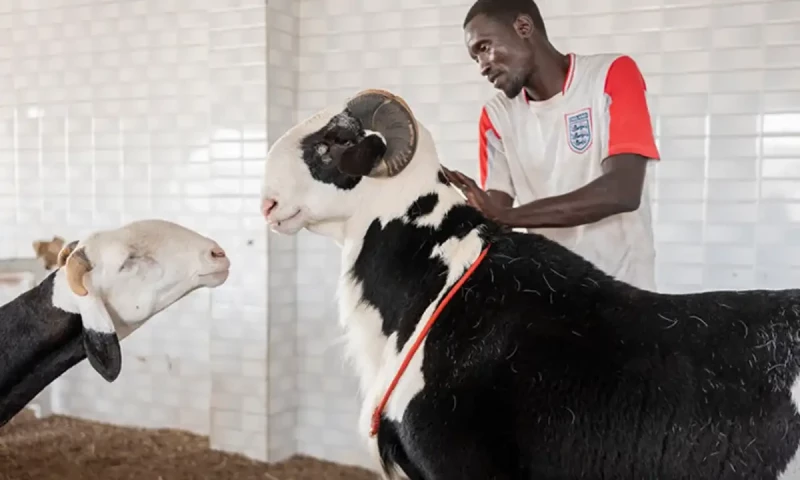 Despite iconic status, Senegal&rsquo;s Ladoum sheep do not feature on Eid