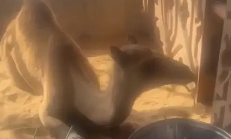 Six suspects sent into custody for allegedly chopping off camel&rsquo;s leg in Sanghar