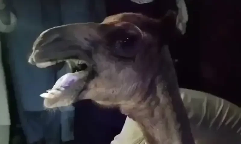 &lsquo;Camel must be kept standing continuously&rsquo; to save it