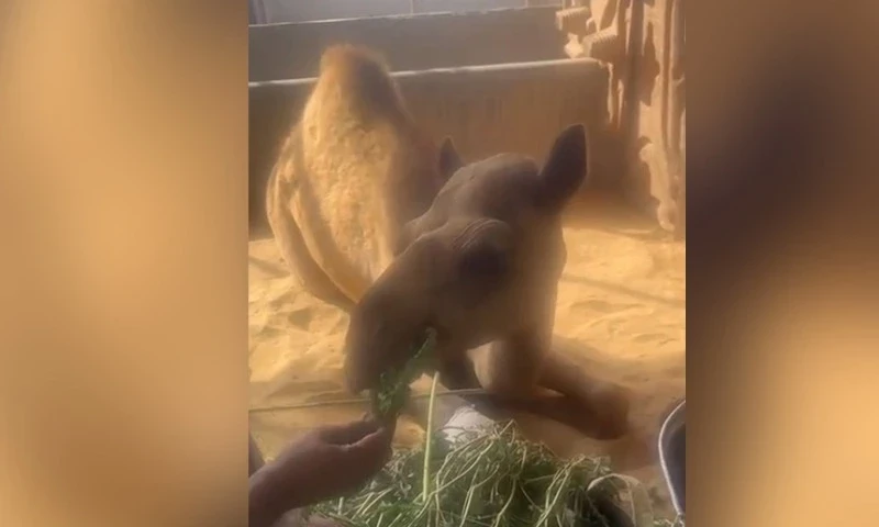 CDRS says working on harness to help Sanghar camel stand