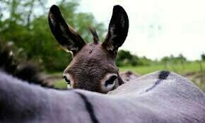 Another donkey mutilated in Rawalpindi after straying into farm