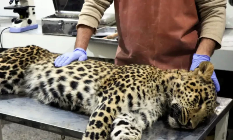 Villagers kill two leopard cubs in Muzaffarabad