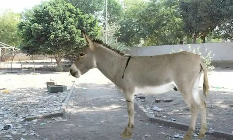 Tortured Hyderabad donkey dies in Karachi