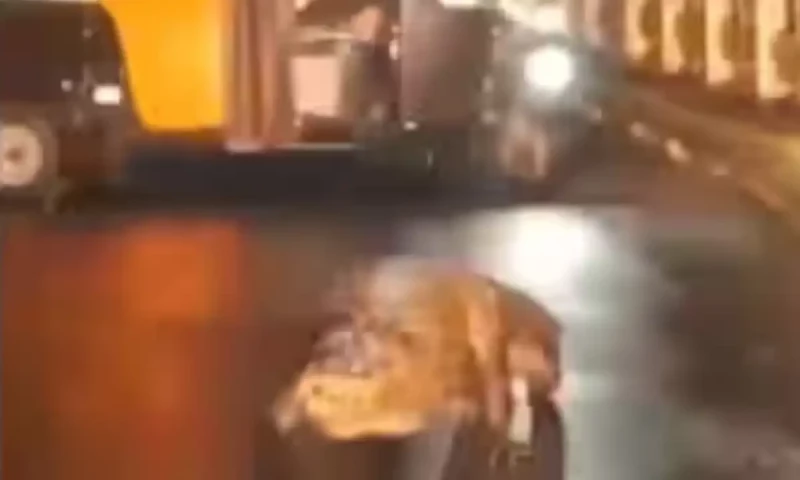 موسلا دھار بارش کے دوران 8 فٹ لمبا مگرمچھ سڑک پر آگیا موسلا دھار بارش کے دوران 8 فٹ لمبا مگرمچھ سڑک پر آگیا