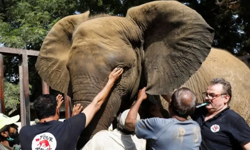 Safari Park elephant Sonia suffering from serious infection