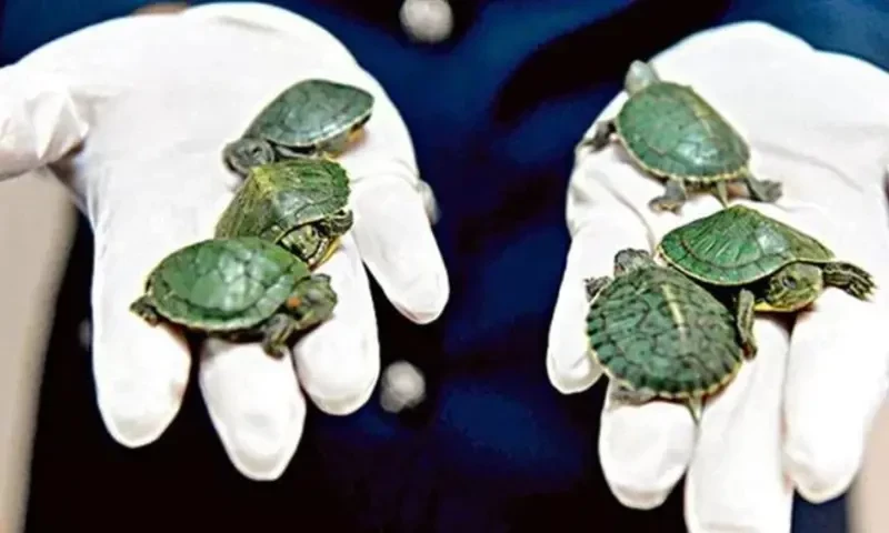 Malaysia rescues hundreds of tortoises from &lsquo;Ninja Turtle Gang&rsquo;