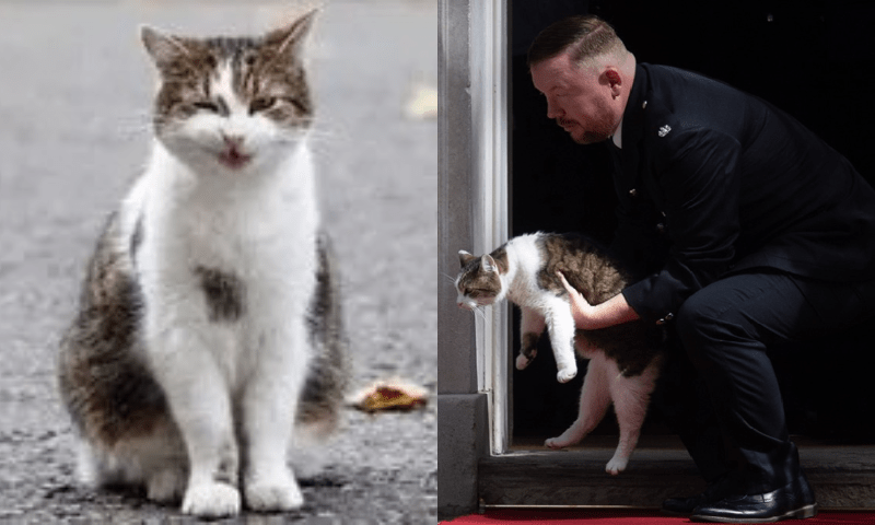 برطانوی وزیر اعظم ہاؤس کی پالتو بلی نئے وزیر اعظم کے آنے پر پریشان کیوں برطانوی وزیر اعظم ہاؤس کی پالتو بلی نئے وزیر اعظم کے آنے پر پریشان کیوں