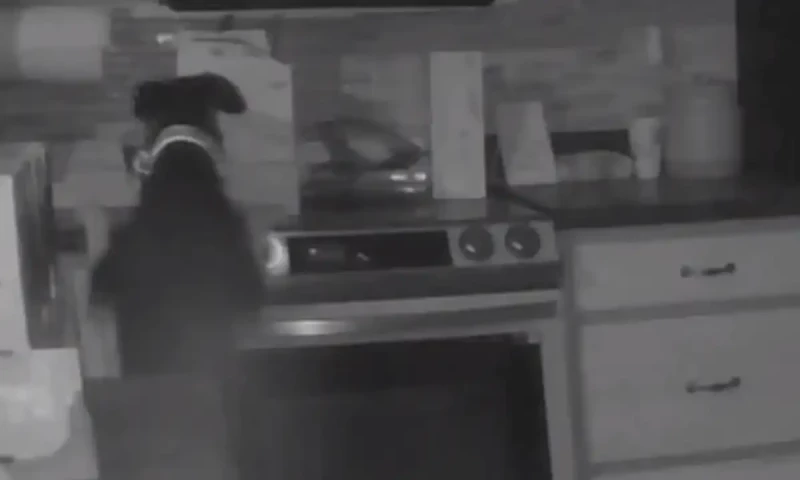 Family dog accidentally starts house fire in US