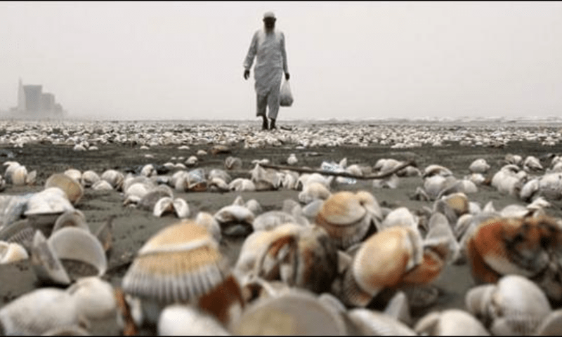 Karachi coastline overwhelmed by massive seashell washup linked to climate change
