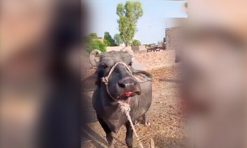 Sargodha man arrested for cutting off buffalo&rsquo;s tongue
