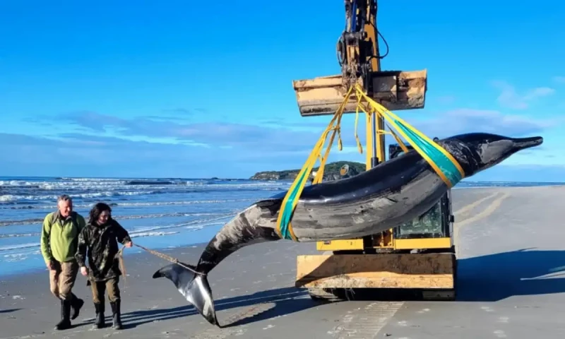World&rsquo;s rarest whale washes up on New Zealand beach