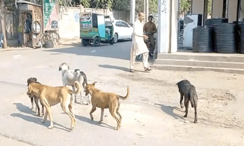 Dog enters house, mauls infant to death