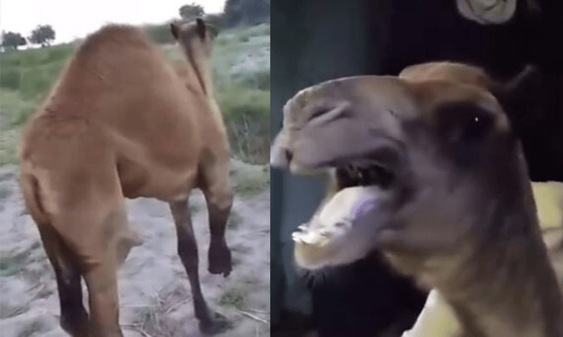 Sanghar&rsquo;s injured camel begins standing on her own