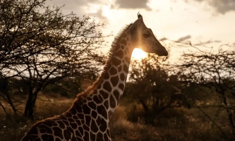 Giraffes bring peace to Kenyan communities once at odds
