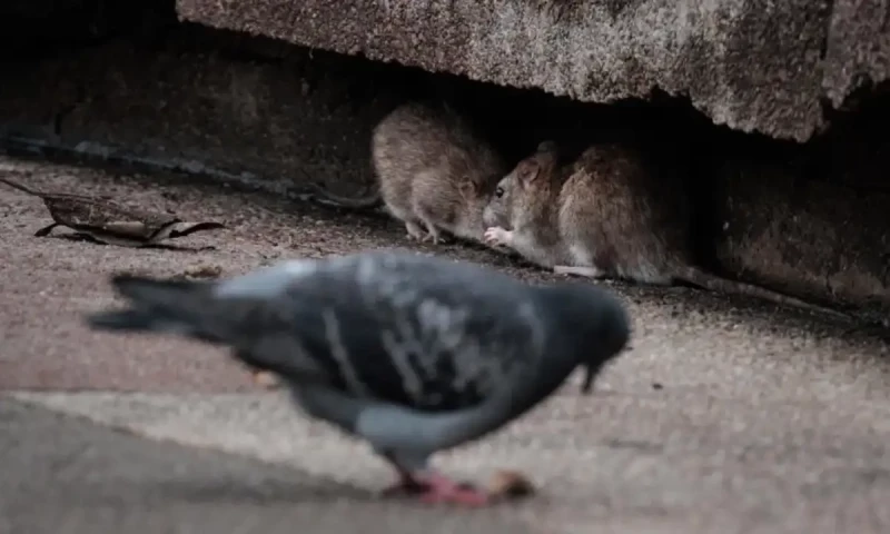 Paris prepares warm Olympics welcome &ndash; except for rats
