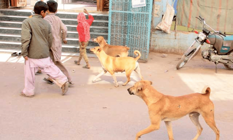 Stray dogs maul child, buffaloes in Pakpattan