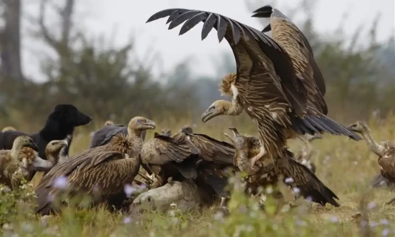 Vulture decline in India linked to hundreds of thousands of preventable human deaths