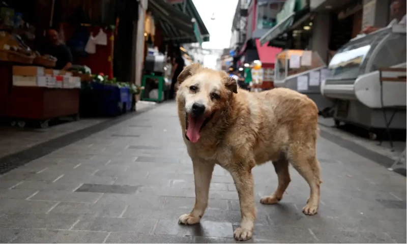 Turkish law to round up stray dogs sparks opposition anger