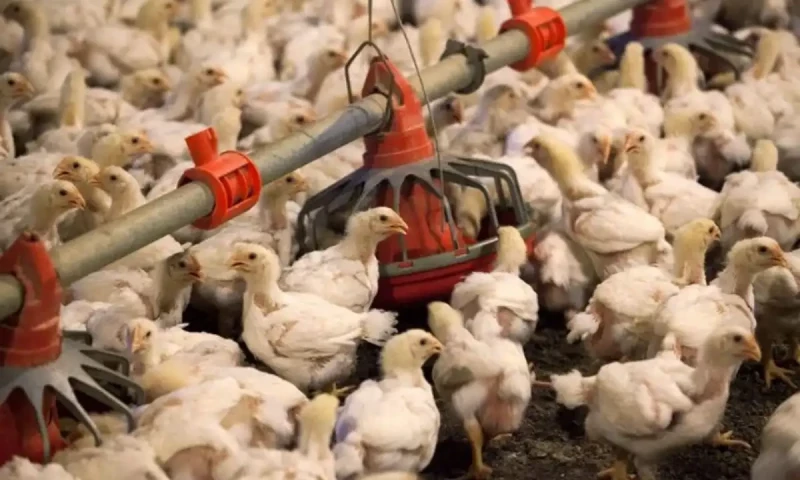 Punjab plans to set fixed prices for chicken meat