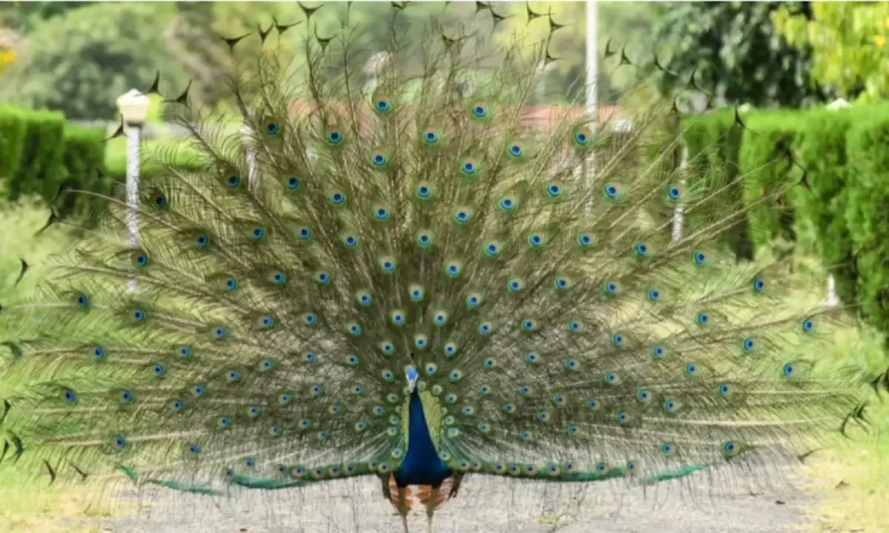 Indian YouTuber arrested after peacock curry video