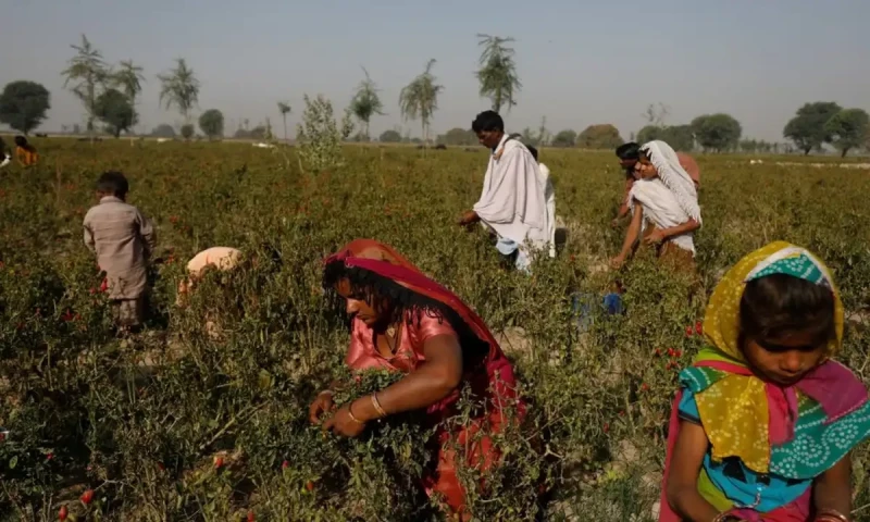 Punjab govt announces Kissan card to registered people by Sept