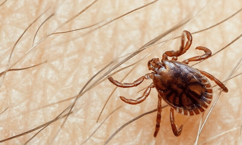 First case of Congo virus confirmed in Karachi
