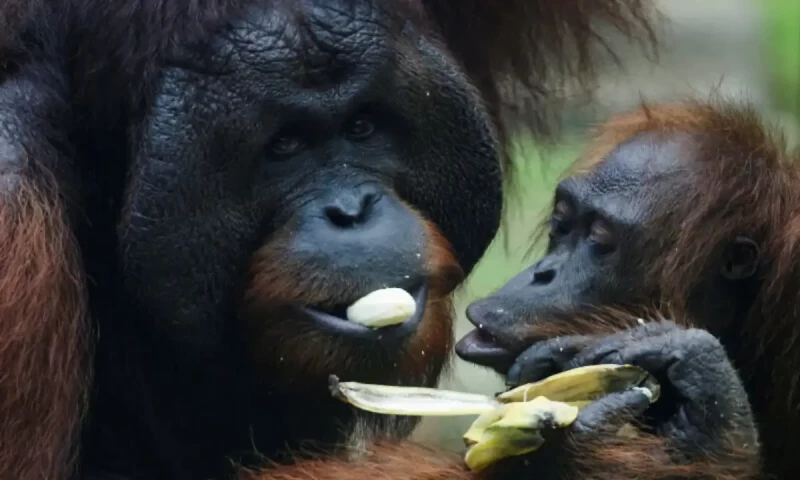 Malaysia announces adopt-an-orangutan plan for palm oil importers