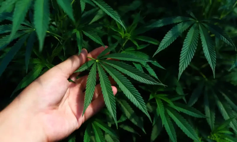 Pakistan to allow commercial cultivation of Hemp from January 2025