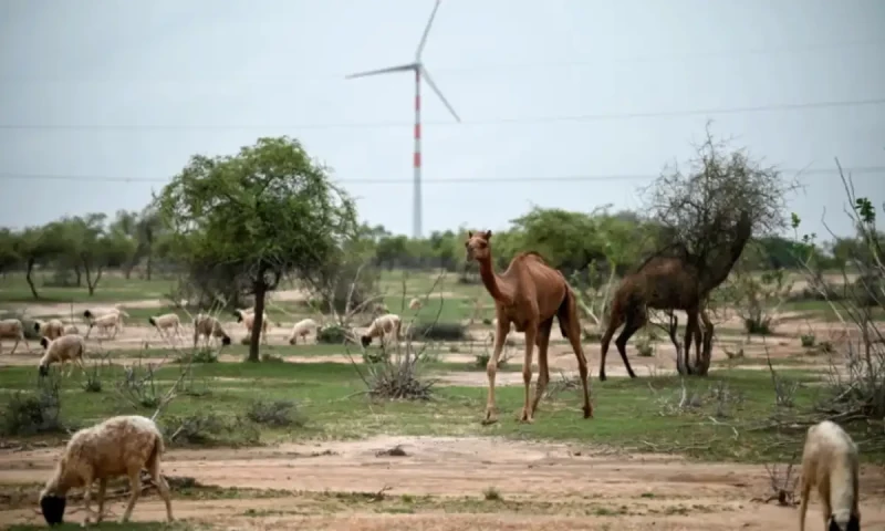 India&rsquo;s green energy wind drive hits desert herders hard