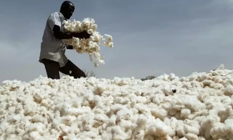 Cotton production plunges in Pakistan due to sweltering conditions