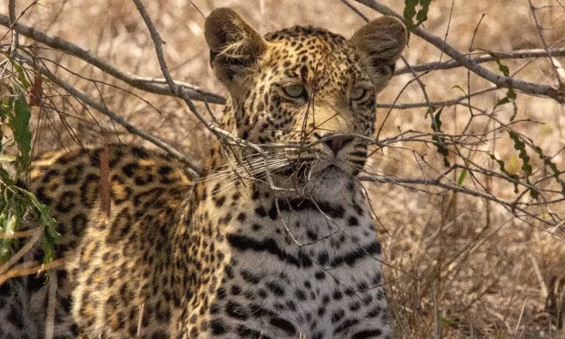 Leopard attacks father, son on motorcycle in KP&rsquo;s Haripur